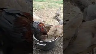 giving cooked rice to ducks and chickens 37 #automobile #chickenfeeding #cookedfood #chickenfeed #fa