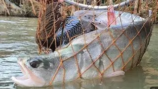 amazing fishing art ll मछली पकरने की कला #fishingart #fishing #fishingtips #fish #fishingvideo #reel