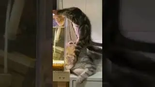 #shorts #animals #trending #viral #like #viralshorts #tiktok #instagram #reels #funny #video