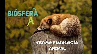 Termo fisiología Animal