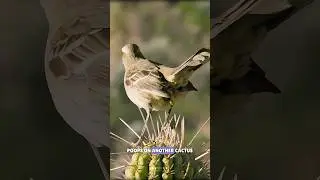 Cactus killer bird #science #sciencefacts