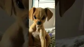 so funny puppy #ytshorts #cat #funnyanimals