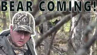 Bear Coming In! Baiting Tactics Used on a Guided Hunt! - BLACK BEAR HUNTING