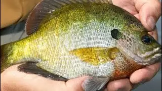 CATCHING BASS ON BLUEGILL!!!