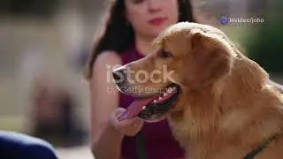 world's best emotional support dog breeds #dogs