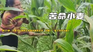 第43集，小麥今天煮的玉米拿到集市去賣，小賺了一筆《苦命小麥》