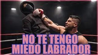 🔴LABRADOR EXPLOTA CONTRA ANIBAL Y EL LE CONTESTA RETANDOLO!