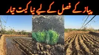 Desert life | How is the Onion Crop Grown in Saudi Arabia  | New Daily Routine Vlog | with Khan