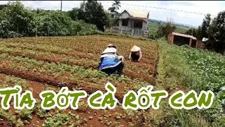 C&aacute;ch dọn cỏ tỉa c&agrave; rốt con - How to remove grass and prune carrots.