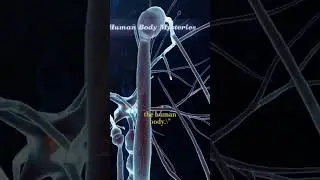 Human body mysteries #shorts #viral #dailydoseoffact