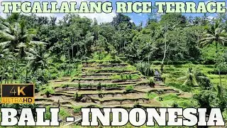 TEGALLALANG (CEKINGAN) RICE TERRACE - UBUD - BALI - INDONESIA - 4K - 2024