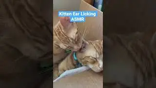 Kitten Ear Licking ASMR