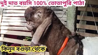 বগুড়া থেকে অল্প বয়সি 100% তোতাপুরি পাঠা কিনুন সমগ্র বাংলাদেশে ডেলিভারির ব্যাবস্থা আছে 