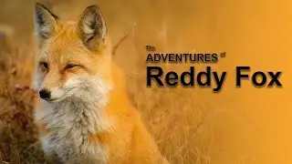 The Adventures of Reddy Fox | Listen English everyday