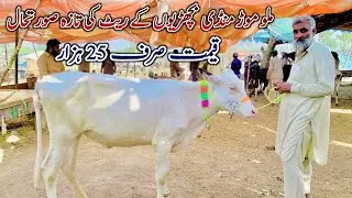 Must Beautiful Jersey Fresian Bachrian For Sale In Malumor Mandi Jhang 2023