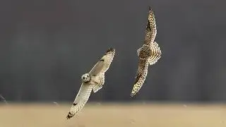 Short eared owl -4k2024