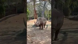 Rhinos Have Poor Eyesight but Incredible Hearing! #animals #facts #wildlife #rhino #shorts #wow