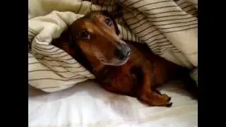 BOBBY VAMOS TOMAR UM BANHO? BOBBY LET'S TAKE A BATH? (ORIGINAL)