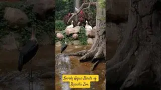 Lovely Aqua Birds of Byculla Zoo, South Mumbai.