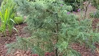 Cape Cod Rockery Garden Tour 09/09/25