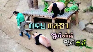 후이바오 마음이 말랑말랑 엄마에게 편지쓰다 말고 이모님 따라잡기
