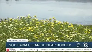 Cleanup efforts continue at sod farm near border