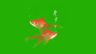 Gold fish 2||Colour fish||Aquarium fish||Best green screen for video editing purpose.