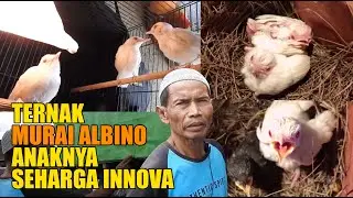 TERNAK MURAI BATU WARNA, ANAKNYA SEHARGA INNOVA - JADI BURUAN SAMPAI LUAR NEGERI - PROSPEK SULTAN