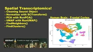 Пространственная транскриптомика. Часть 3: Нормализация и уменьшение размерности