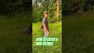 How to Catch a Bird of Prey #falconry #birdsofprey #redtailedhawk