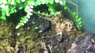 My Echinotriton andersoni newt