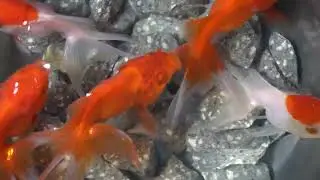 fish in acquarium, funny fish, betta fish, koi fish, ep 4722