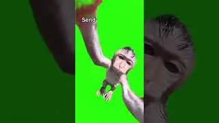 Green Screen Monkey Kissing the Camera #greenscreen #monkey #kiss