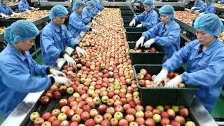 How Pink Grapefruit Juice Is Made | Inside a Modern Grapefruit Factory Full Process