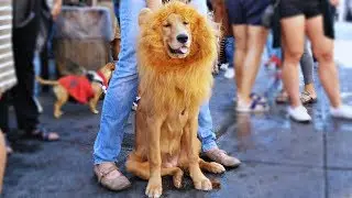 DOGS TRY ON HALLOWEEN COSTUMES