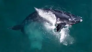 Southern Right Whale: The Great Treasure of the Argentine Sea