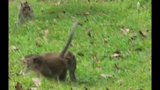 The Bon Monkey &  Blacky Mama Monkey ,The Bon Monkey Just Following Mom Blacky
