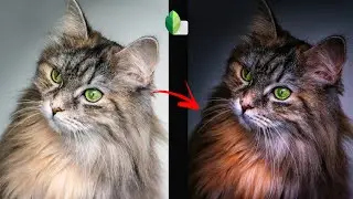 New cat photo Editing😼 ! snapseed aap ! mobile edit #snapseed