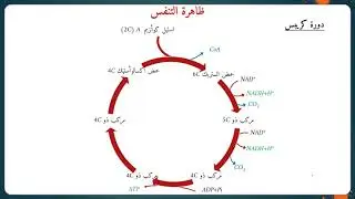 ملخص | درس استهلاك المادة العضوية و تدفق الطاقة | الثانية باك | الجزء الأول