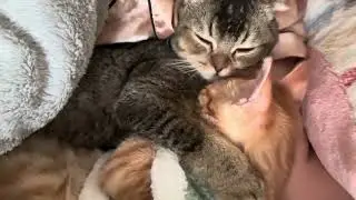 My babies are getting ready to sleep😴 Meow! meow! meow! 