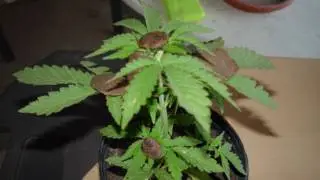Life Sentence For Marijuana? (Hash)
