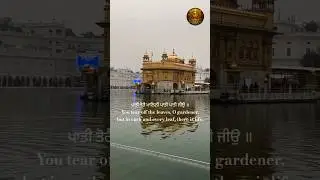 Paati tore malini #trending #gurbani #shortsfeed #shorts #shabad