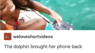 The dolphin brought her phone back