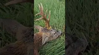 Kapitaler bock /Strong roe buck #j&auml;ger #j&auml;germeister #jagermusic #chasse #chasseur #Охотникнаоленей