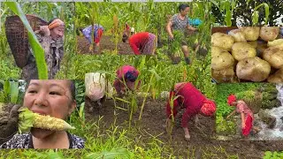 Kodo ropai ko ramailo* kachai makai khaye maile 😀 Village Life || Solukhumbu&hellip;.