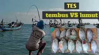 mancing baronang tegek sampai nyelup hampir patah | rabbitfish fishing