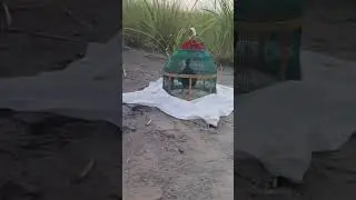 Kala Teetar Ki Awaz | Pakistani Teetar Ki Awaaz | Titar Awaz | Black Teetar Awaz | Partridge Sound