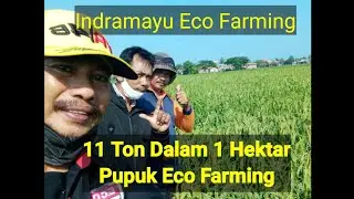Sadis Eco Farming Luas 1 hektar Dapet 11 Ton Padi