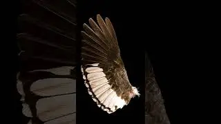 A sample of our spread wing collection