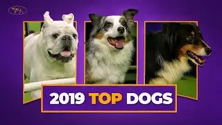 Watch the Best of 2019 WKC Masters Agility Championship Westminster Dog Show
